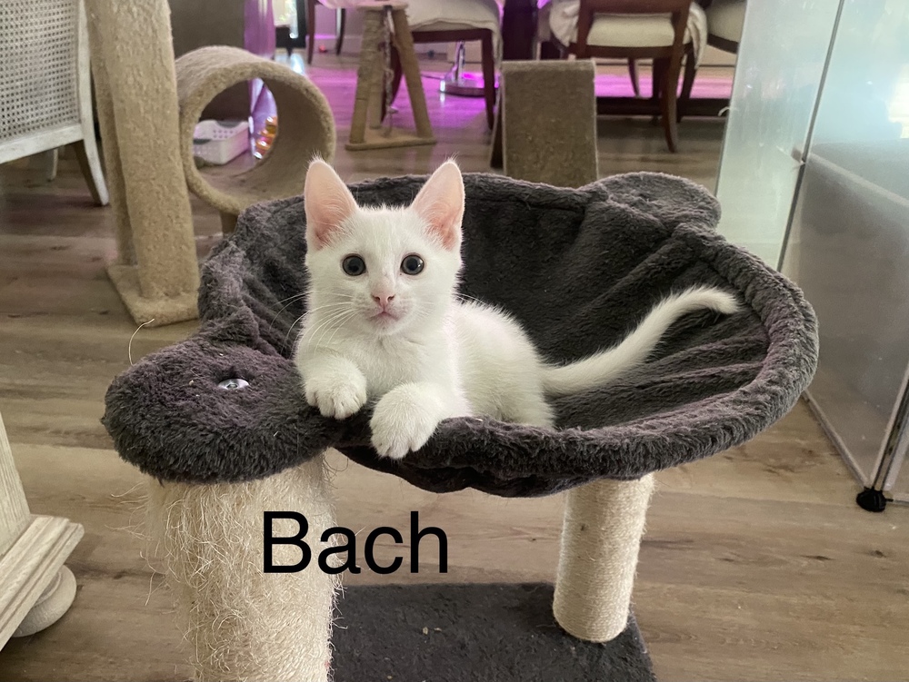 Bach & Beethoven