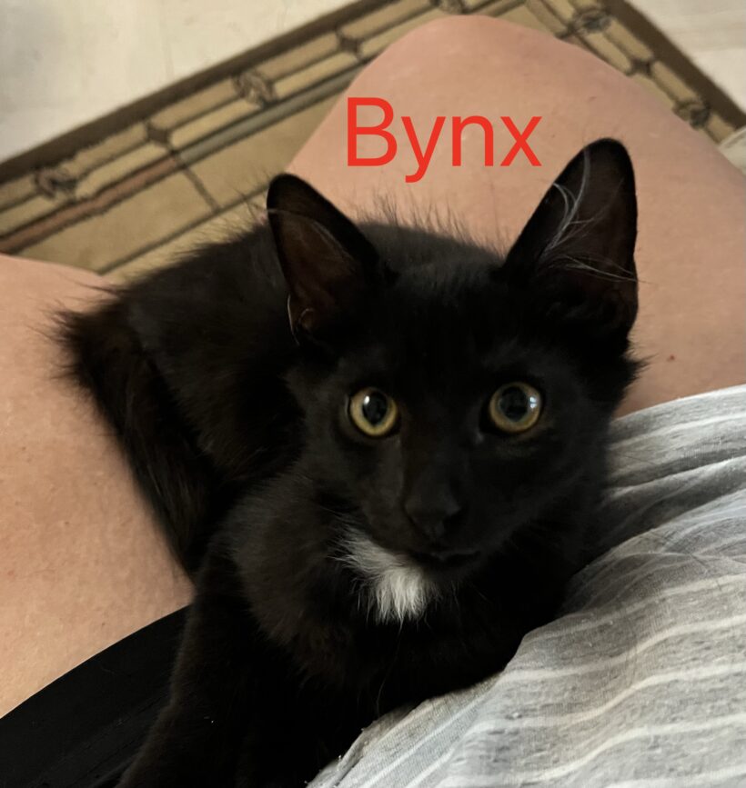 Bynx
